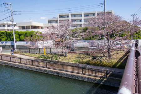 Cherry blossoms in Japan, Tokyoの写真素材