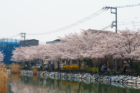 Cherry blossoms in Japan, Tokyoの写真素材