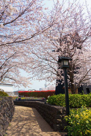 Cherry blossoms in Japan, Tokyoの写真素材