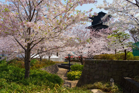 Cherry blossoms in Japan, Tokyoの写真素材