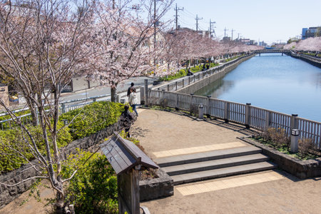 Cherry blossoms in Japan, Tokyoの写真素材