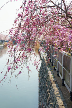 Cherry blossoms in Japan, Tokyoの写真素材