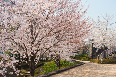 Cherry blossoms in Japan, Tokyoの写真素材