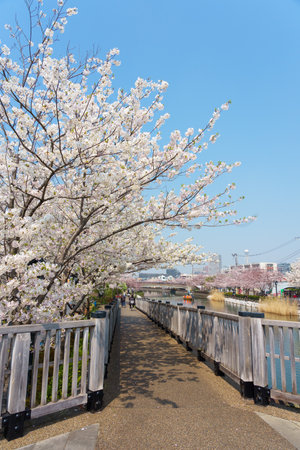 Cherry blossoms in Japan, Tokyoの写真素材