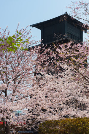 Cherry blossoms in Japan, Tokyoの写真素材