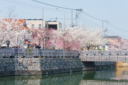 Cherry blossoms in Japan, Tokyoの写真素材