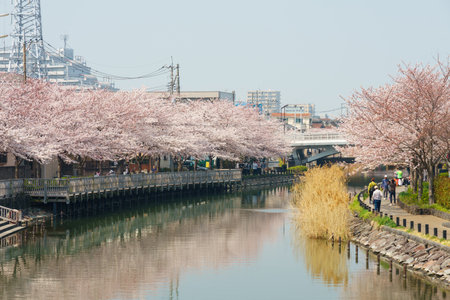 Cherry blossoms in Japan, Tokyoの写真素材
