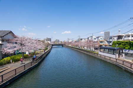 Cherry blossoms in Japan, Tokyoの写真素材