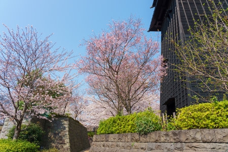 Cherry blossoms in Japan, Tokyoの写真素材
