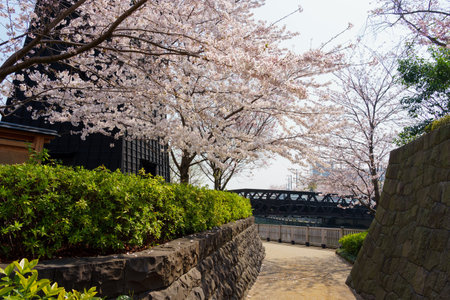 Cherry blossoms in Japan, Tokyoの写真素材