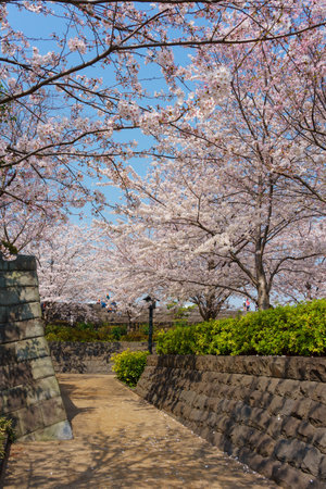 Cherry blossoms in Japan, Tokyoの写真素材