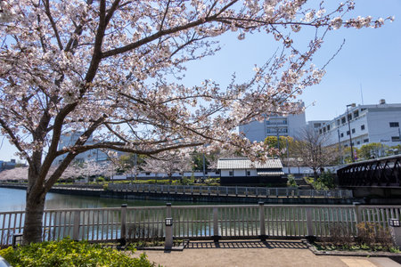 Cherry blossoms in Japan, Tokyoの写真素材