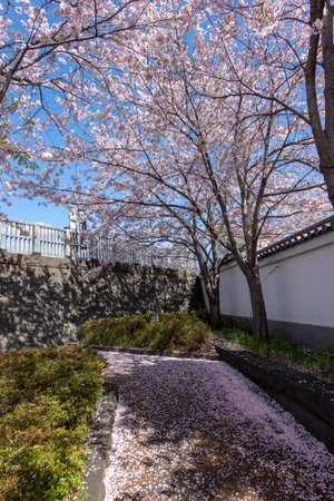 Cherry blossoms in Japan, Tokyoの写真素材