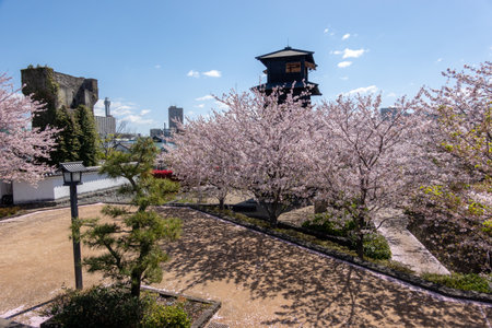 Cherry blossoms in Japan, Tokyoの写真素材