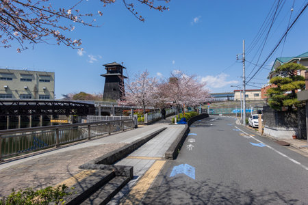 Cherry blossoms in Japan, Tokyoの写真素材