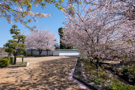 Cherry blossoms in Japan, Tokyoの写真素材