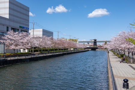 Cherry blossoms in Japan, Tokyoの写真素材