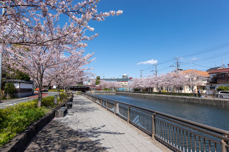Cherry blossoms in Japan, Tokyoの写真素材