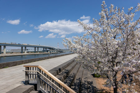Cherry blossoms in Japan, Tokyoの写真素材