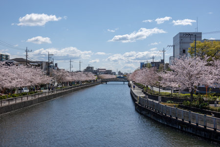 Cherry blossoms in Japan, Tokyoの写真素材
