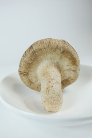 Shiitake mushroomsの写真素材