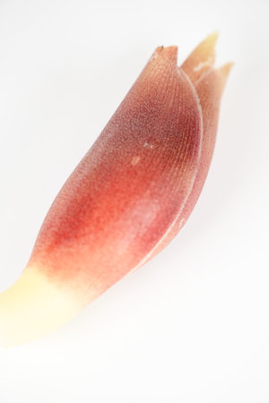 Japanese ginger, close up foodの写真素材