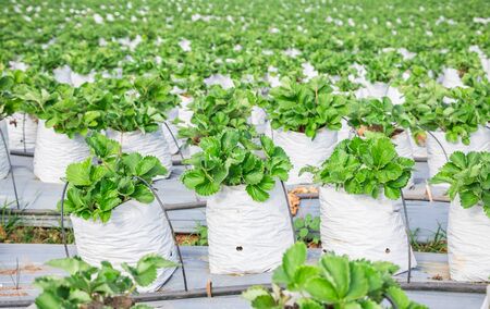 Strawberry farm's fresh green leaves. Travel and tourist for education strawberry varieties of berries.の写真素材