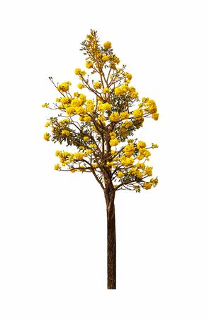 The tree has golden yellow flowers. With a few green leaves growing a bit. Placed on a white background make the color stand out, very beautiful. Tree name is Tabebebuia aurea, silver trumpet tree.の写真素材