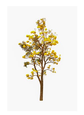 The tree has golden yellow flowers. With a few green leaves growing a bit. Placed on a white background make the color stand out, very beautiful. Tree name is Tabebebuia aurea, silver trumpet tree. の写真素材