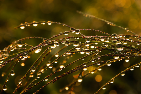dew on the grassの写真素材