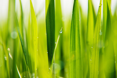 dew of grass