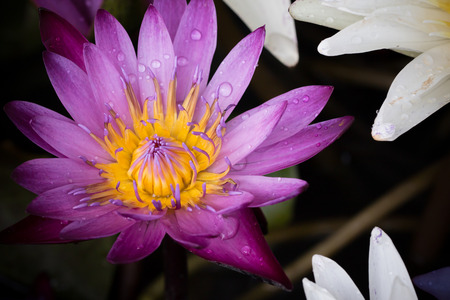 Lotus of thailandの写真素材