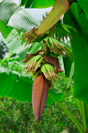 Banana treesの写真素材