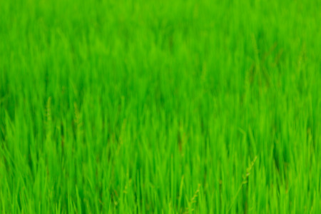 Green backgroundsの写真素材