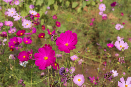 Pink cosmos flowers in the gardenの写真素材