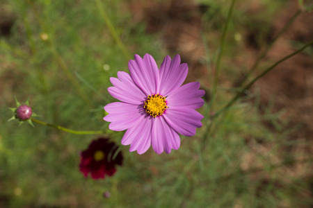 Pink cosmos flowers in the gardenの写真素材