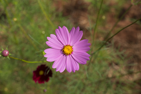 Pink cosmos flowers in the gardenの写真素材