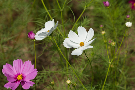 Pink cosmos flowers in the gardenの写真素材