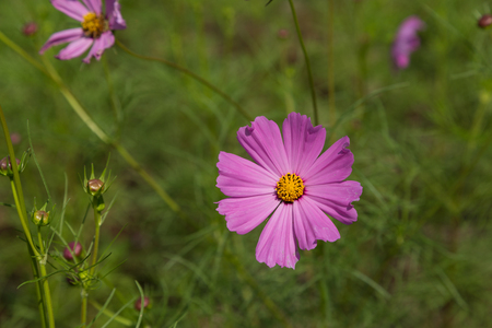 Pink cosmos flowers in the gardenの写真素材