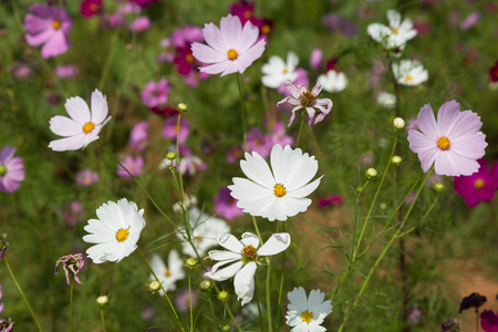 Pink cosmos flowers in the gardenの写真素材
