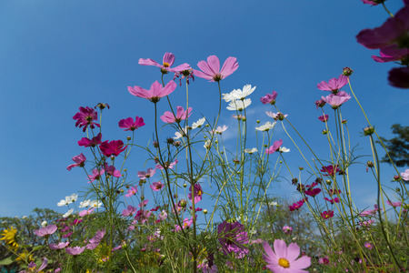 Pink cosmos flowers in the gardenの写真素材