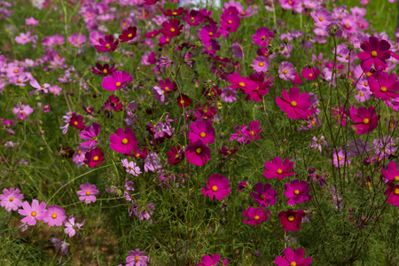 Pink cosmos flowers in the gardenの写真素材