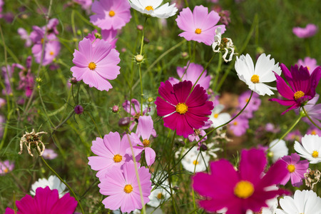 Pink cosmos flowers in the gardenの写真素材