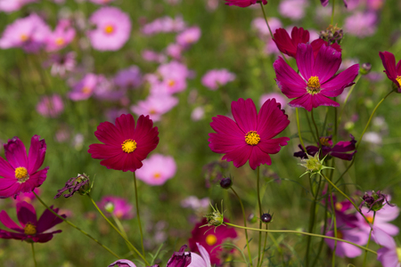 Pink cosmos flowers in the gardenの写真素材