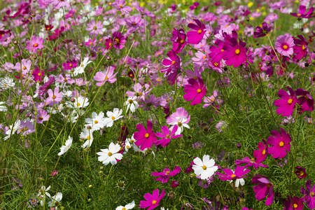 Pink cosmos flowers in the gardenの写真素材