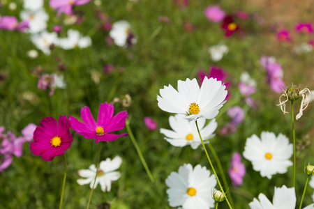 Pink cosmos flowers in the gardenの写真素材