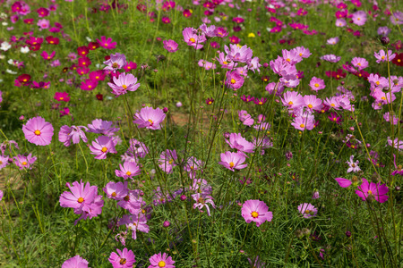 Pink cosmos flowers in the gardenの写真素材