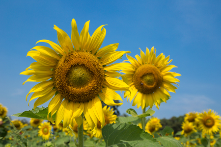 Sun flowers in the gardenの写真素材