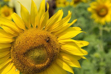 Sun flowers in the gardenの写真素材