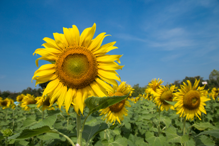 Sun flowers in the gardenの写真素材